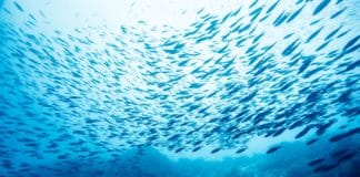 New Ocean Zone Teeming with New Species of Fish Discovered