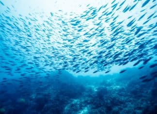 New Ocean Zone Teeming with New Species of Fish Discovered