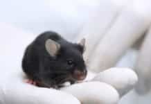 3rd Certificate Course on Laboratory Animal Science (CCLAS) – CSIR, IGIB