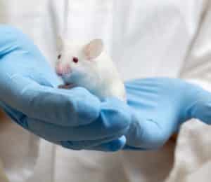 mouse-study-e1476197696636