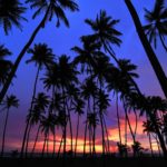 Nutrient Transport in Tall Trees - An Overview of the Entire Process