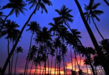 Nutrient Transport in Tall Trees – An Overview of the Entire Process Nutrient Transport in Tall Trees - An Overview of the Entire Process