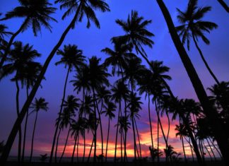 Nutrient Transport in Tall Trees – An Overview of the Entire Process Nutrient Transport in Tall Trees - An Overview of the Entire Process