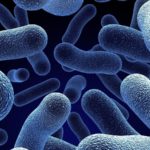 Research Fellow/ Studentship & Traineeship Posts Vacant