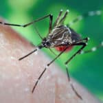 Scientists Map Druggable Targets in Malaria Parasite Takeda’s dengue vaccine produces promising results in trial,
