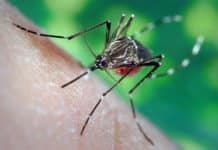 Takeda’s dengue vaccine produces promising results in trial, reduces Incidence of Dengue in Children and Adolescents Takeda’s dengue vaccine produces promising results in trial,