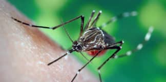 Takeda’s dengue vaccine produces promising results in trial,
