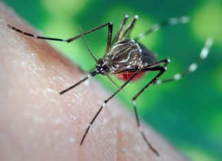 Takeda’s dengue vaccine produces promising results in trial,