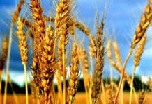 MSc Life Sciences Research Fellow Position Vacant @ PAU MSc Life Sciences Research