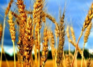 MSc Life Sciences Research Fellow Position Vacant @ PAU MSc Life Sciences Research