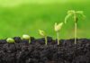 SRF Vacancy in Vegetable Science Dept @ Punjab Agricultural University