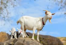 Cashmere Goat : First Cloned Goat with Cashmere Wool Born in China