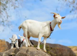 Cashmere Goat : First Cloned Goat with Cashmere Wool Born in China