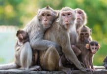 Major Breakthrough : Successful 3D Printed Blood Vessel Transplant In Monkey – A First of It’s Kind