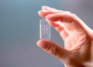 Gut-on-a-Chip Wields Promise for Future of Personalized Medicine