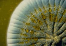 Volatiles Derived from Plants Offer Solution against Antifungal Drug Resistance