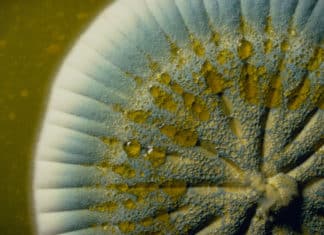 Volatiles Derived from Plants Offer Solution against Antifungal Drug Resistance