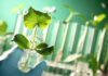 ICRISAT Hiring | JRF Required in Genetic Gains Program