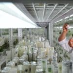 Multiple Teaching Assistants Required in Biotech / Microbiology / Plant Breeding and Genetics @ KAU