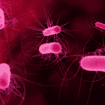 Work as Research Scientist @ Viral Research Diagnostic Lab – JMC, Jorhat @ Rs. 33,306/- pm Salary