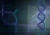 Guest Faculty / Assistant Professor – Human Genomics Vacancy @ Panjab University