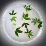 JRF – Microbiology Required @ Agri Biotech Foundation, PJTSAU Campus – Hyderabad