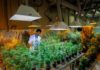 Walk-In Interview @ ICAR-Directorate of Weed Research For SRF / Field Assistant Post