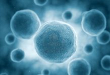 Research Scholar Vacancy in Collective Cell Migration Project @ Presidency University