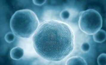 Research Scholar Vacancy in Collective Cell Migration Project @ Presidency University