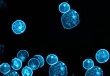 Immune-Mimicking Scaffolds to Amplify T cell Expansion Increasing the Efficiency of Cancer Therapies