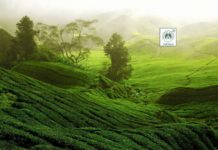 Govt Job @ Research Assistant Vacancy @ TOCKLAI, Tea Research Association