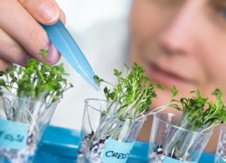 MSc Project Fellow Post @ ICAR-Sugarcane Breeding Institute