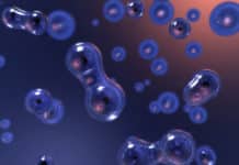 JRF Post Vacant For Life Science Candidates @ Central University of Punjab