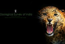Exclusive Govt Job : Scientist Post Vacant With Upto Rs 2 Lac Salary @ Zoological Survey of India (ZSI)