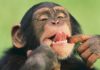 Chimps Are Not Super-Human After All