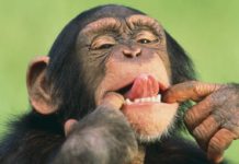 Chimps Are Not Super-Human After All
