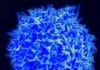 This Amiable Immune Cell Acts Like A Little Activist To Protect Us !
