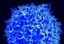 This Amiable Immune Cell Acts Like A Little Activist To Protect Us !