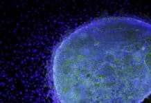 The First Ever clinical Trial Using ES cells from fertilized embryos gets a go in China !