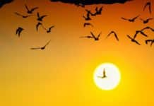 Bats ! Global Reservoir of Deadly Coronaviruses