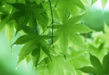 Breakthrough Research : Artificial Photosynthesis System Discovered