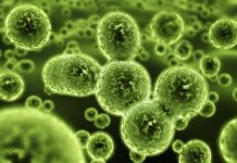 A Novel Weapon To Combat Rifampin-Resistant Bacteria