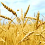 Junior Research Fellow (JRF) Vacancy Under DBT- BBSRC Project @ NIASM, Pune MSc Biological & Biosciences Research Fellow Post @ PAU