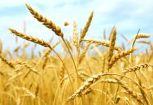 Junior Research Fellow (JRF) Vacancy Under DBT- BBSRC Project @ NIASM, Pune MSc Biological & Biosciences Research Fellow Post @ PAU