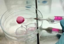 Lab- Grown Cartilage : An Answer to Joint Pains