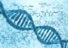How Is All That DNA stuffed Into A Tiny Cell? MSc Botany Project Assistant Posts