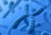 Can the Secret of Chromosome Self-Repair Help Combat Cancer ?