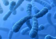 Can the Secret of Chromosome Self-Repair Help Combat Cancer ?