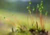 MSc Life Sciences/ Plant Breeding & Genetics SRF Post @ PAU
