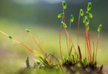 Even Plants Use Their Brains ! MSc Life Sciences/ Plant Breeding & Genetics SRF Post @ PAU